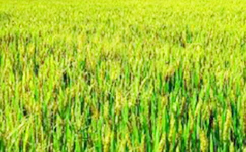 ���µ���Ұ��(y��u)��̌W(xu��)�O(sh��)Ӌ