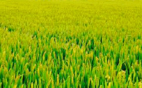 鄉(xiāng)間田野作文