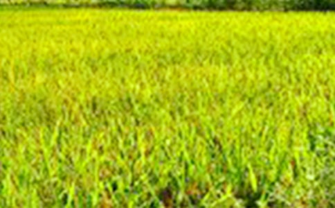 田野精選作文800字