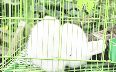 關(guān)于小兔子的童話故事(通用31篇)