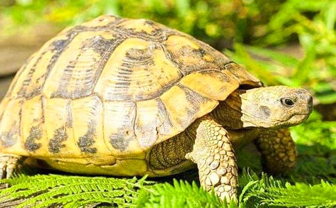 (精華)烏龜觀察日記