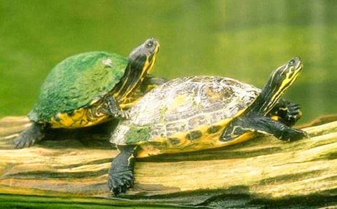 �����^����ӛ(����15ƪ)