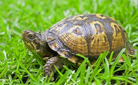 【精選】烏龜?shù)陌l(fā)現(xiàn)作文三篇