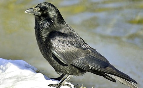 �˽̰�ġ����f��ˮ���̌W�O(sh��)Ӌ