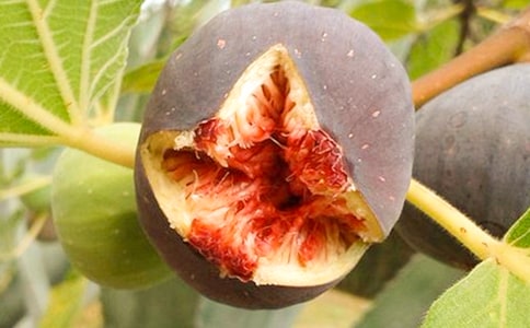 關(guān)于無花果樹的作文(精選12篇)