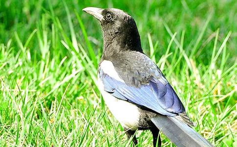 Ԣ�Թ��¡�����ϲ�o��