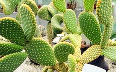 像仙人掌一樣成長作文