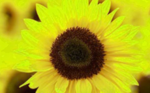 陽光下的向日葵作文