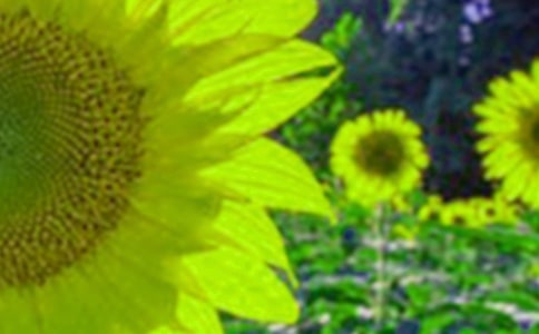 �����A�����տ�����13ƪ