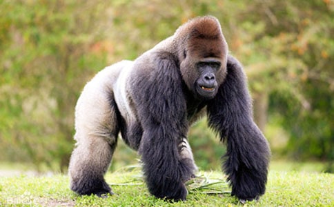 ���ɺþ��Ї�(gu��)Ԣ�Թ���