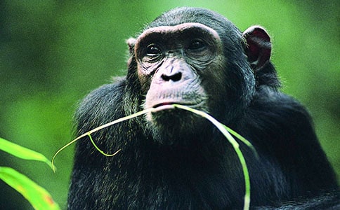 饞酒的猩猩寓言故事