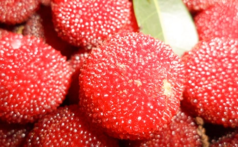 家鄉(xiāng)的楊梅作文(集錦15篇)