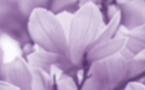 我的植物朋友玉蘭花作文7篇