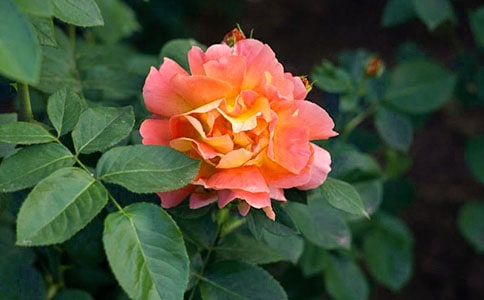 我喜歡的月季花作文500字3篇