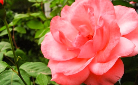 月季花觀察日記(精選31篇)