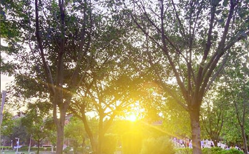 �����簲��(l��)־�Z�