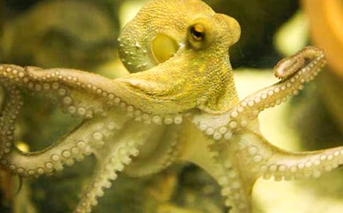 章魚(yú)的啟示作文(通用11篇)