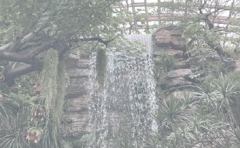 美麗的植物園300字作文