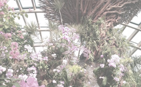 南湖植物園的作文250