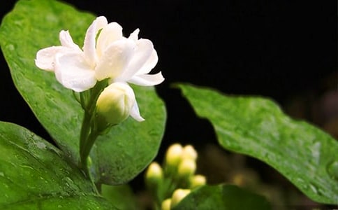 �P(gu��n)�����򻨵�ɢ���S�P