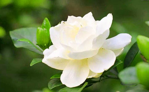 我家的梔子花作文