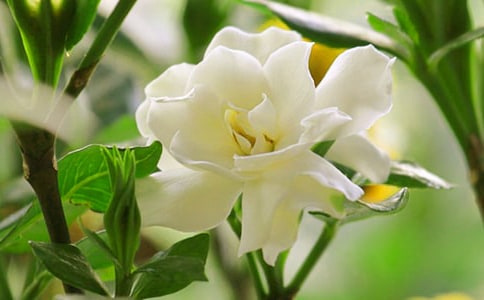 梔子花開的季節(jié)作文11篇