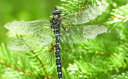 《放飛蜻蜓》優(yōu)秀第二課時(shí)教學(xué)設(shè)計(jì)