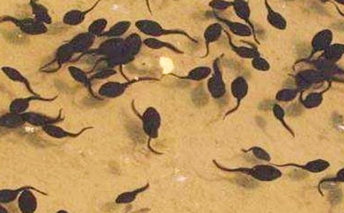 ��С����ҋ������n�Ľ̌W(xu��)�O(sh��)Ӌ(j��)