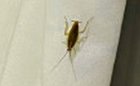 寫給蟑螂的一封信200字