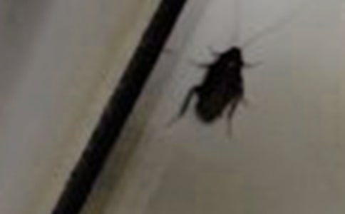 大戰(zhàn)蟑螂作文優(yōu)秀【3篇】